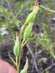 Calochilus