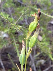 Calochilus