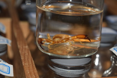 Hemiscorpius persicus