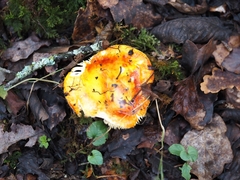 Russula aurea