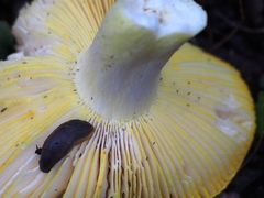 Russula aurea