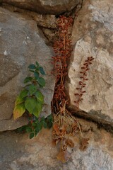 Umbilicus rupestris
