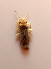 Thaumastocoridae