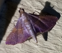 Endotricha mesenterialis