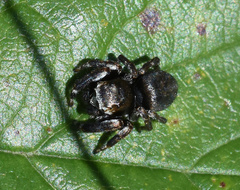 Evarcha arcuata