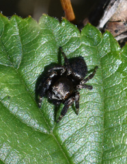 Evarcha arcuata