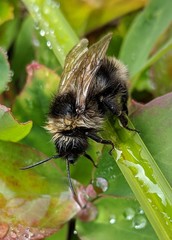 Bombus flavidus flavidus