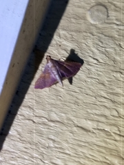 Endotricha mesenterialis