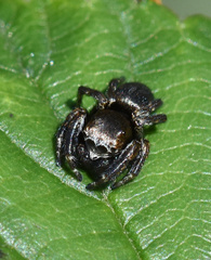 Evarcha arcuata