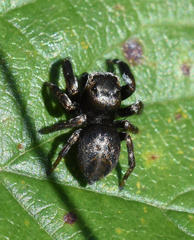 Evarcha arcuata