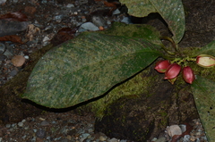 Chrysochlamys grandifolia