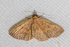 Cerynea punctilinealis