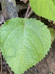 Dendrocnide moroides