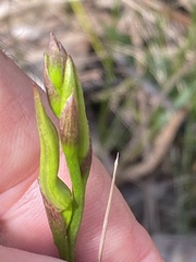 Cryptostylis
