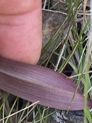 Cryptostylis