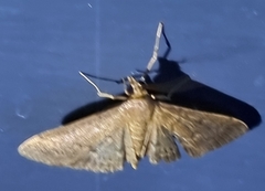 Herpetogramma licarsisalis