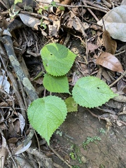 Dendrocnide moroides