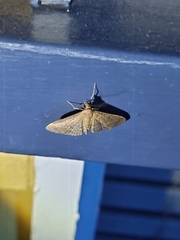 Herpetogramma licarsisalis