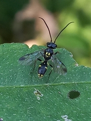 Trigonalidae