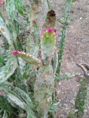 Opuntia inaperta