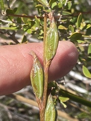 Calochilus