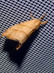 Falcaria lacertinaria