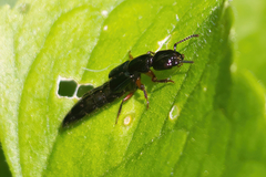 Xantholininae