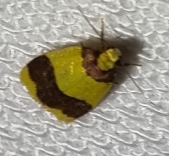 Heterallactis microchrysa