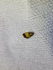 Heterallactis microchrysa