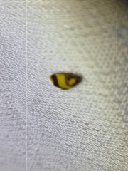 Heterallactis microchrysa