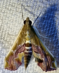 Agathodes ostentalis