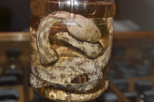 Desert Cat Snake