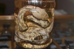 Telescopus rhinopoma