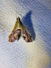 Agathodes ostentalis