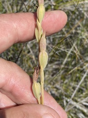 Calochilus
