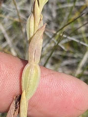 Calochilus
