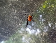 Nephilengys malabarensis