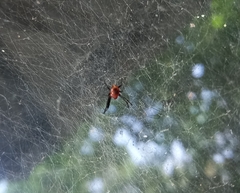 Nephilengys malabarensis