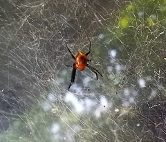 Nephilengys malabarensis