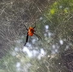 Nephilengys malabarensis