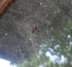 Nephilengys malabarensis