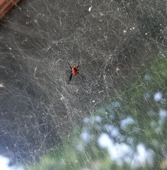 Nephilengys malabarensis