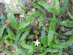Geophila
