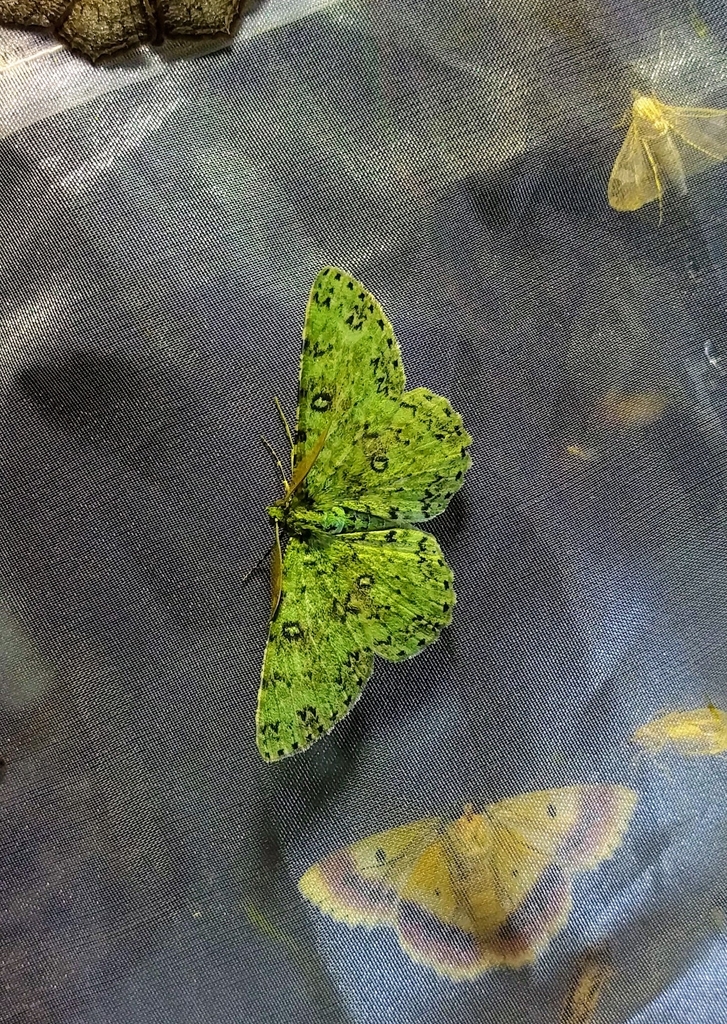 Parapercnia punctifascia
