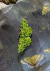 Ophthalmitis punctifascia