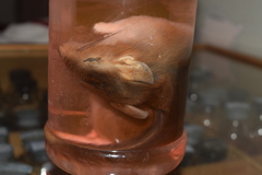 Meriones persicus
