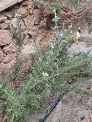 Salvia rosmarinus