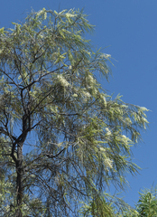 Grevillea parallela