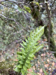 Polypodium interjectum