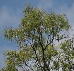 Eucalyptus crebra